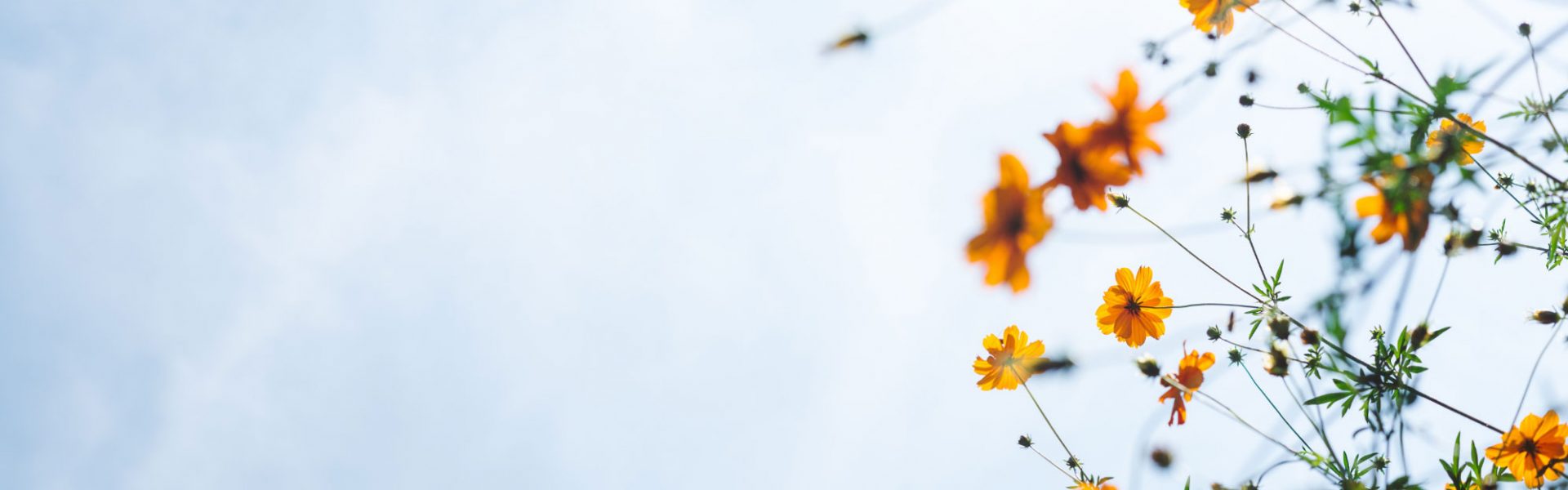 yellow flowers