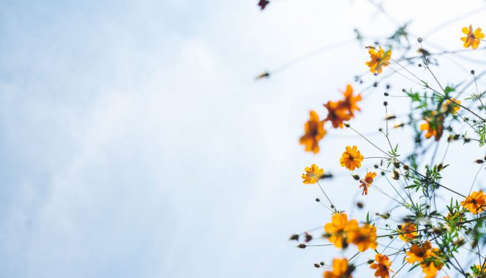 yellow flowers