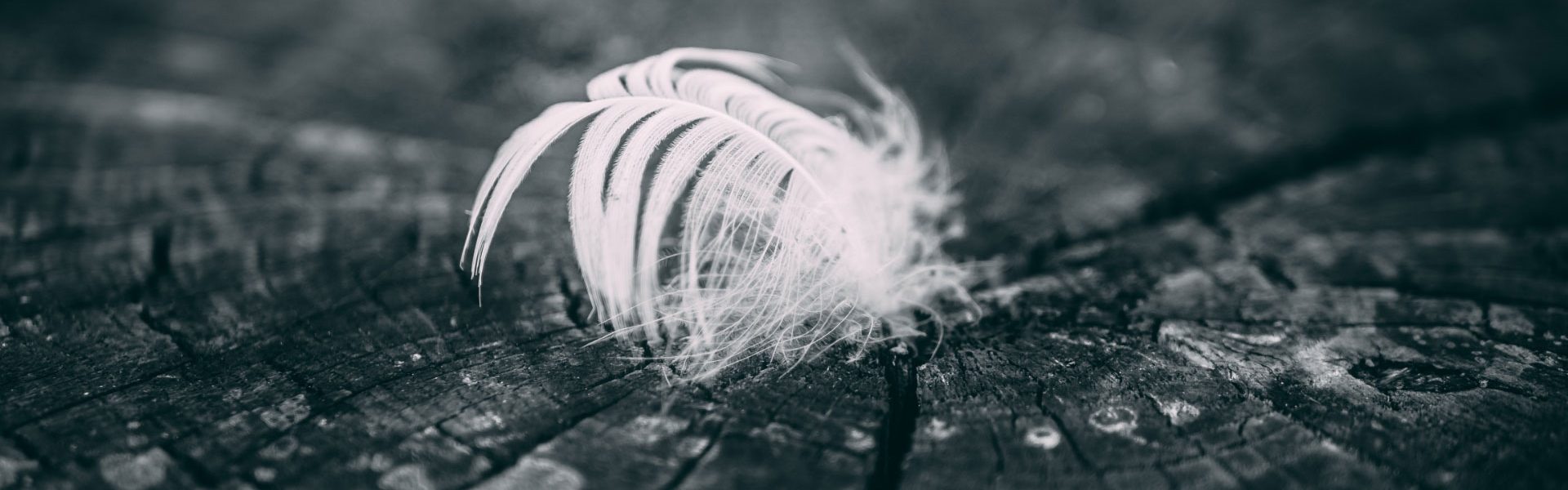 single feather on top of a tree