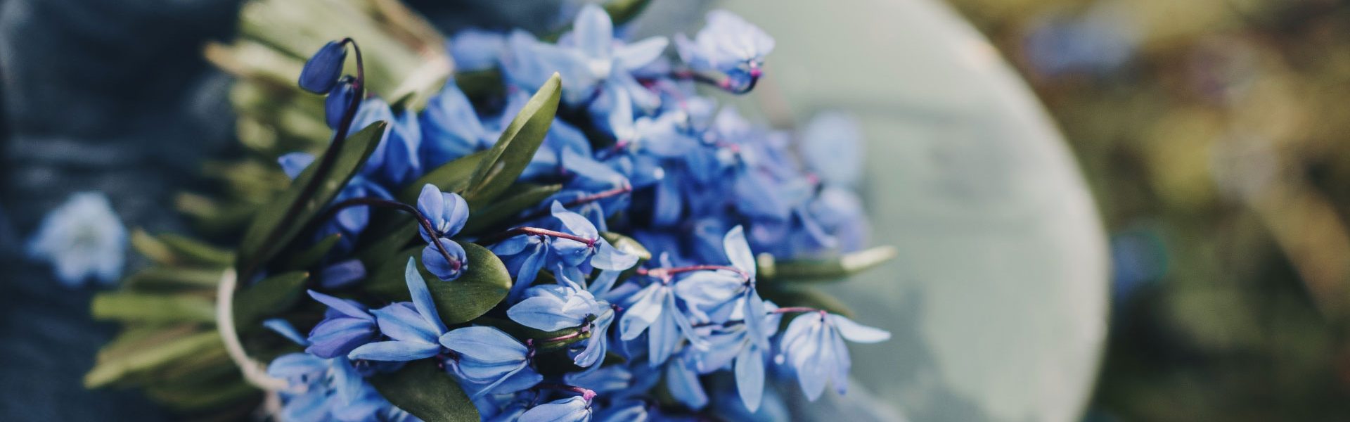 blue flowers