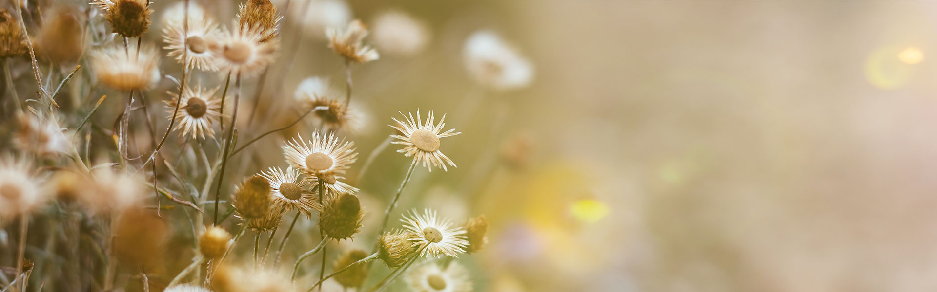 field of flowers