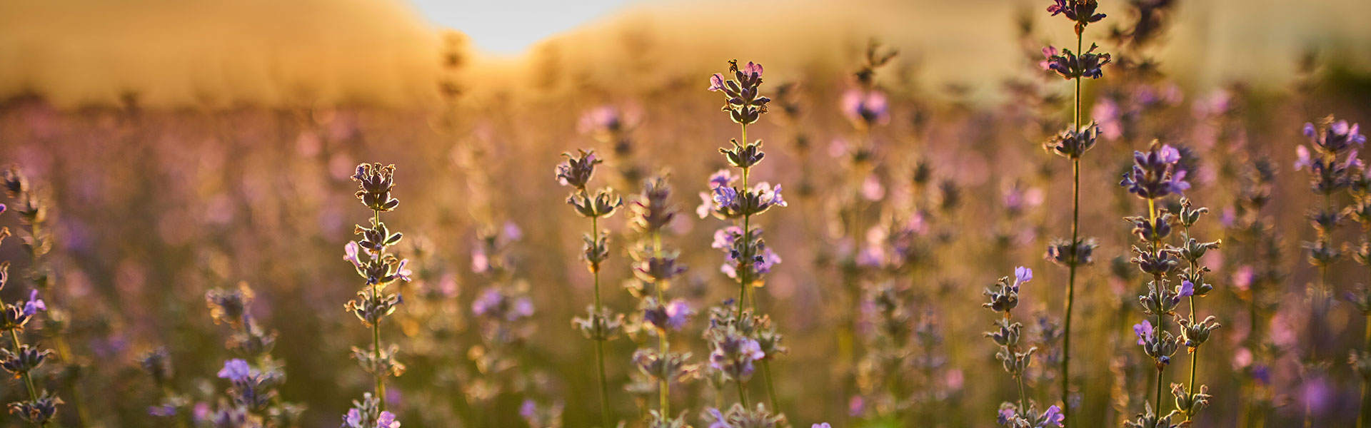 field of flowers