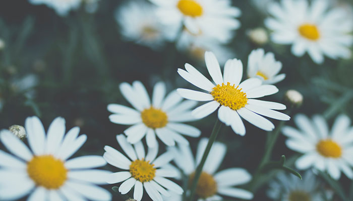 white flower