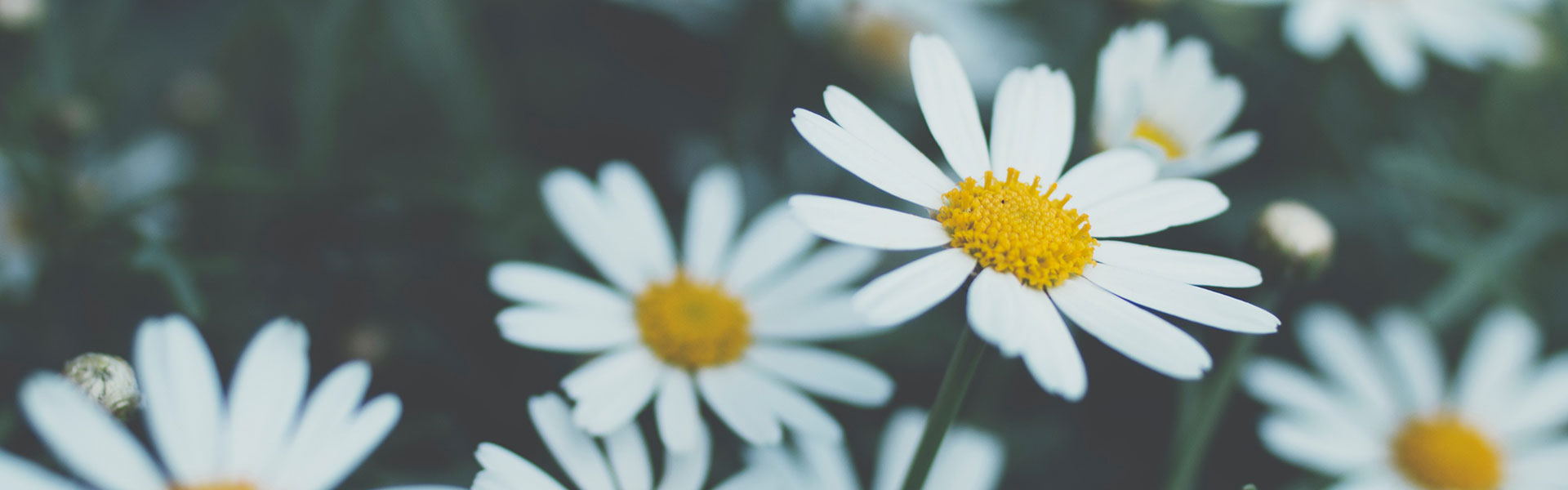 white flower